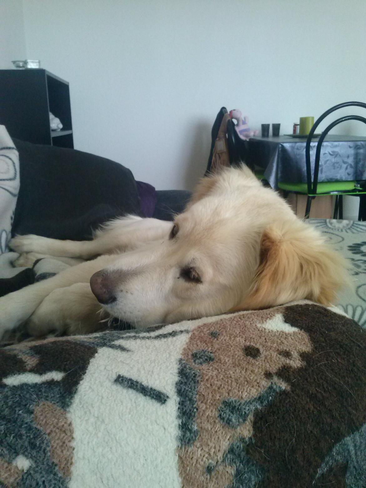 Blanding af racer Simba - Charme charme.. ligger godt på mors tæppe! billede 17