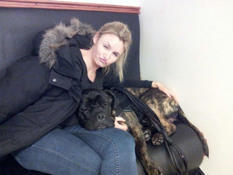 Cane corso Feke billede 15