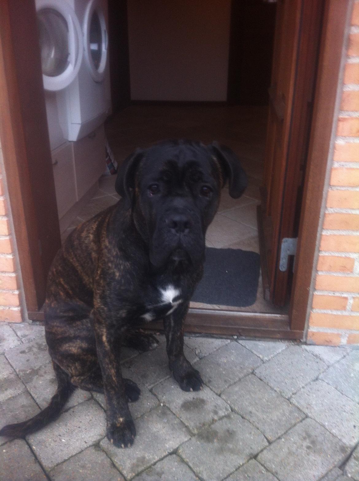 Cane corso Feke billede 16
