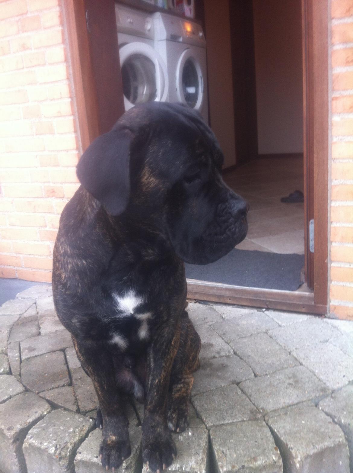 Cane corso Feke billede 17