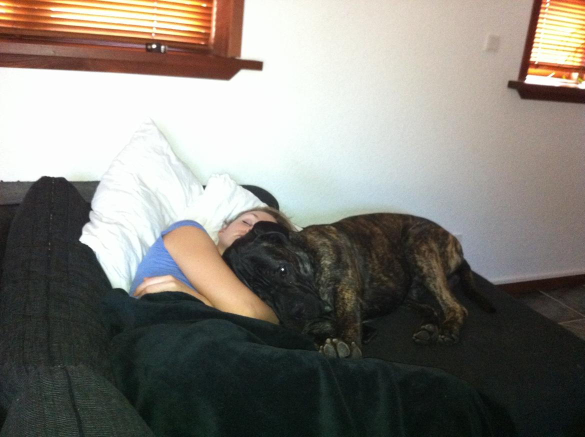 Cane corso Feke billede 18