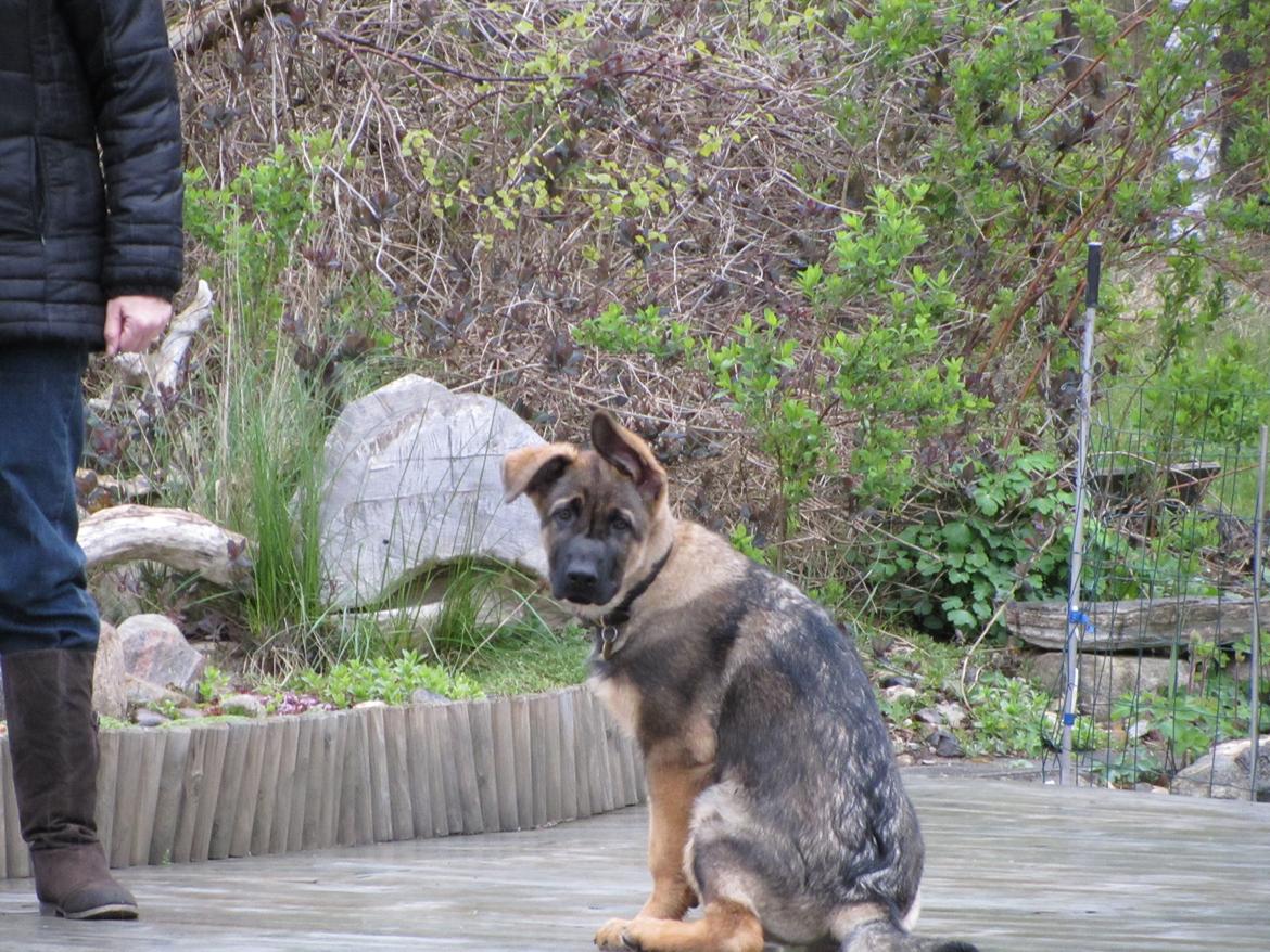 Schæferhund zako - nu er jeg 6 md. billede 6