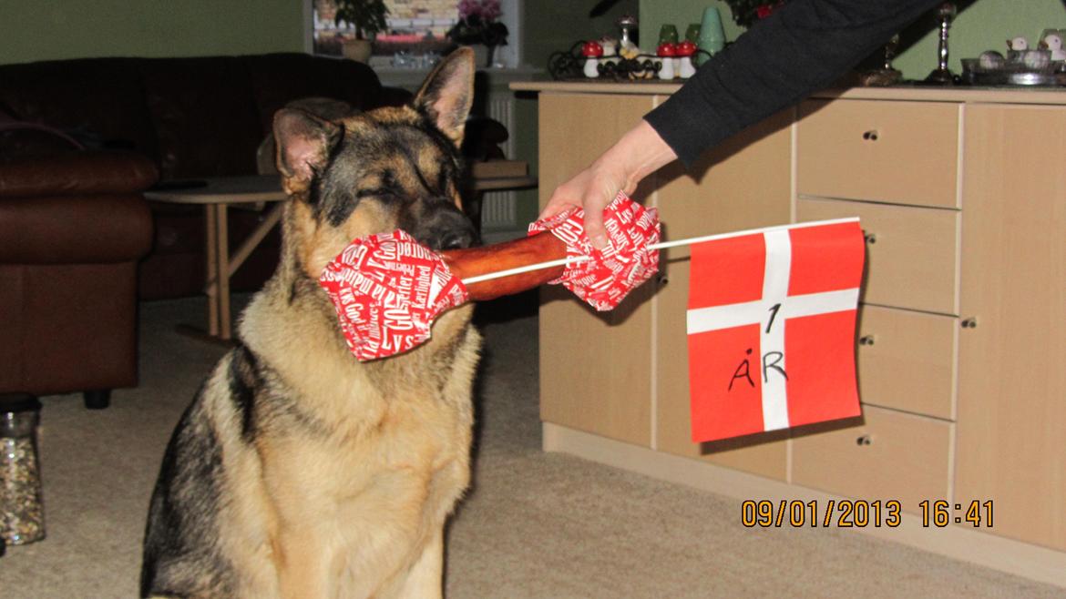 Schæferhund zako - stort tillykke. 1 år. billede 8