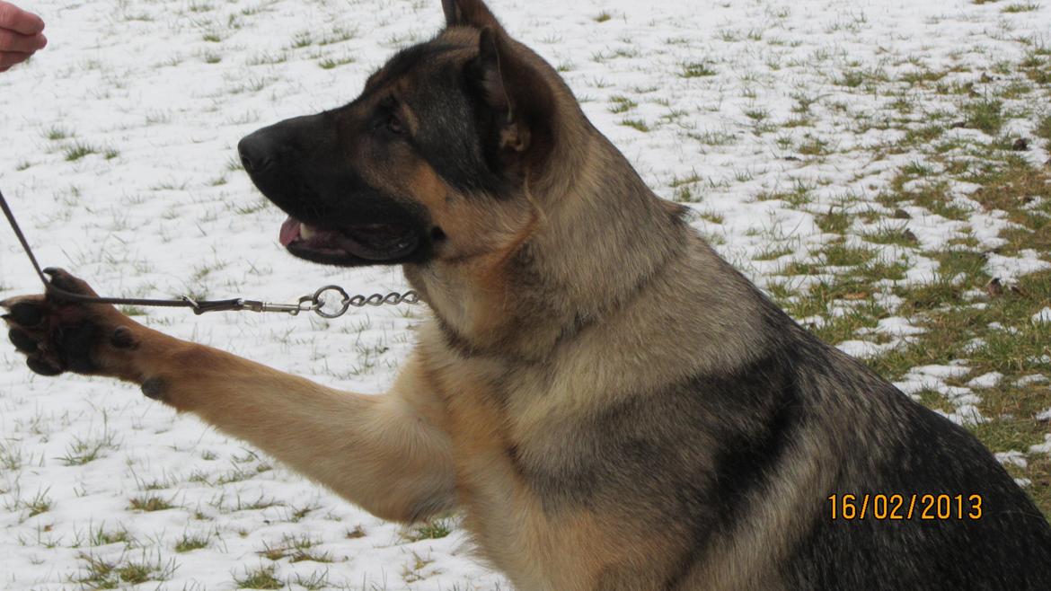 Schæferhund zako - goddag far  13 md. billede 13