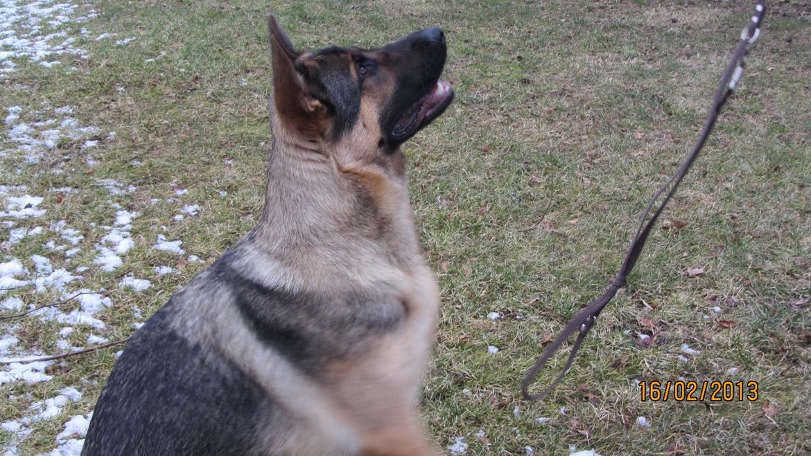 Schæferhund zako - 13 md. billede 14