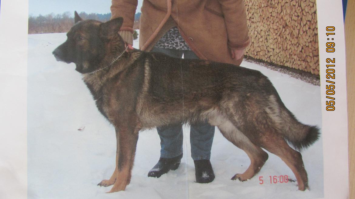 Schæferhund zako - min far .
kæmpe stor. billede 15