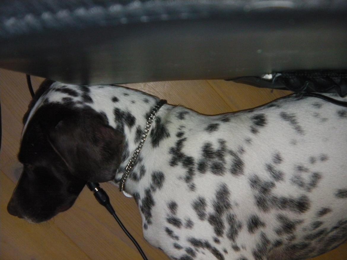 Dalmatiner Pongo - Pongo tager en lille morfar efter at have været på lang tur rundt om fjeldet billede 12