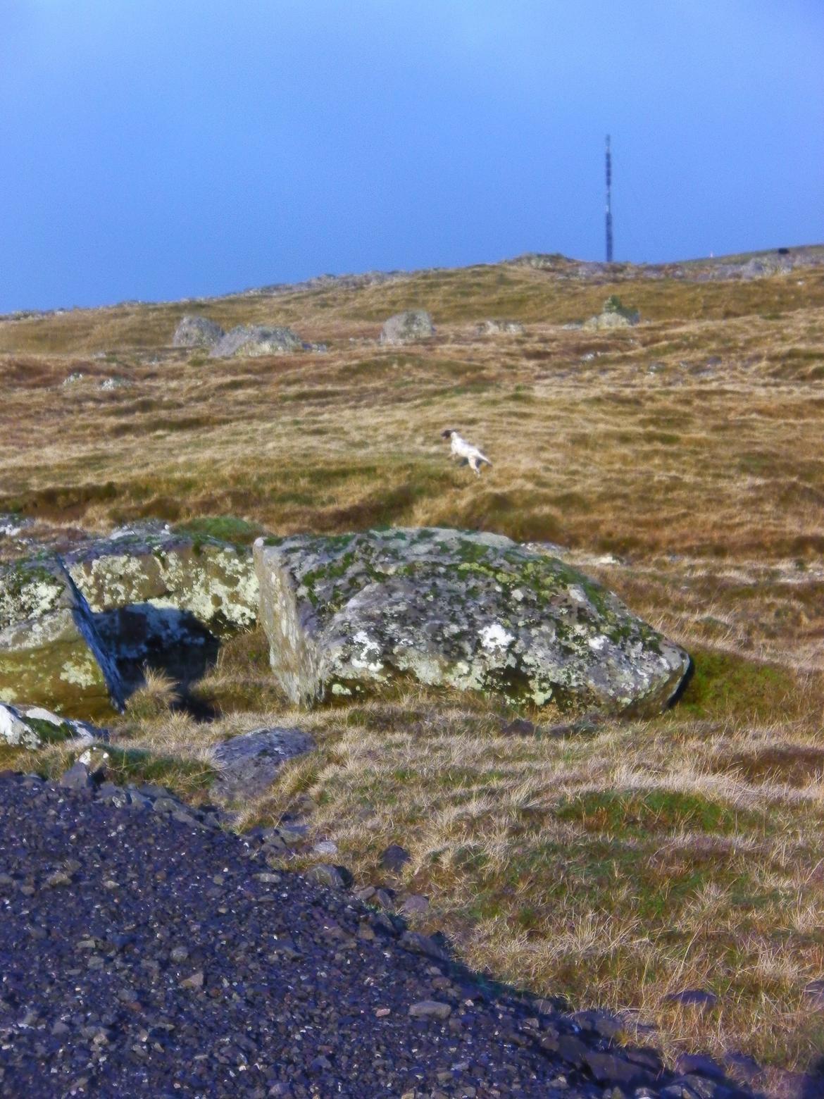 Dalmatiner Pongo - Fint en hund på tur billede 13