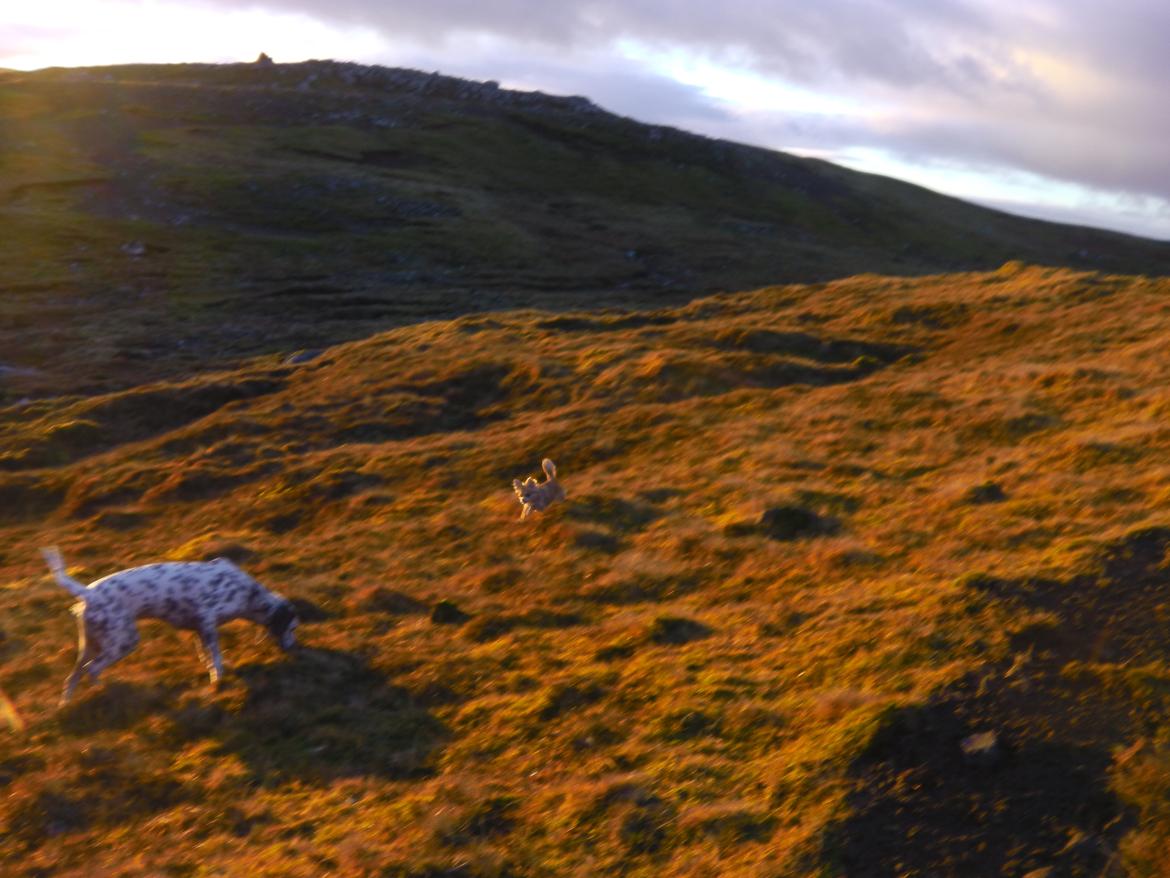 Dalmatiner Pongo - Pongo og Chloe er på opdagelse rundt om fjeldet i det LÆKRE vejr på Færøerne  billede 2