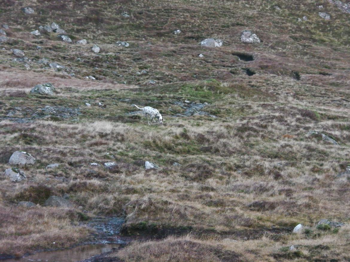 Dalmatiner Pongo - På tur rundt om fjeldet :-D billede 14