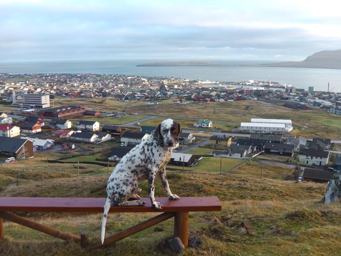 Dalmatiner Pongo - Pongo leget "turist" og nyder udsigten over Torshavn på en bænk på fjeldet. billede 1