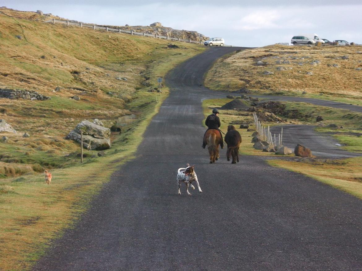 Dalmatiner Pongo - pongo troede han skulle følges med hestene, som han plejer når jeg har ham med ude at ride billede 15