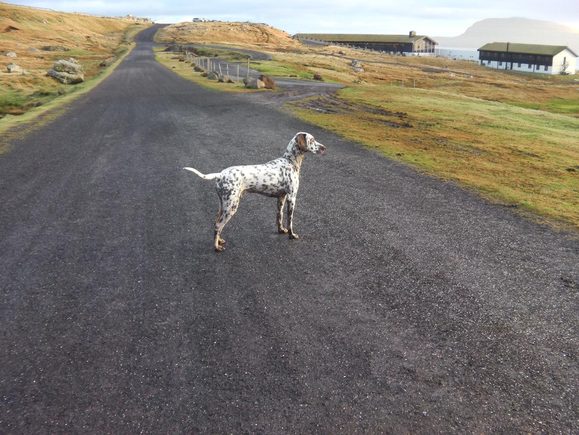 Dalmatiner Pongo - Vores SUPER smukke og dejlige hund billede 16
