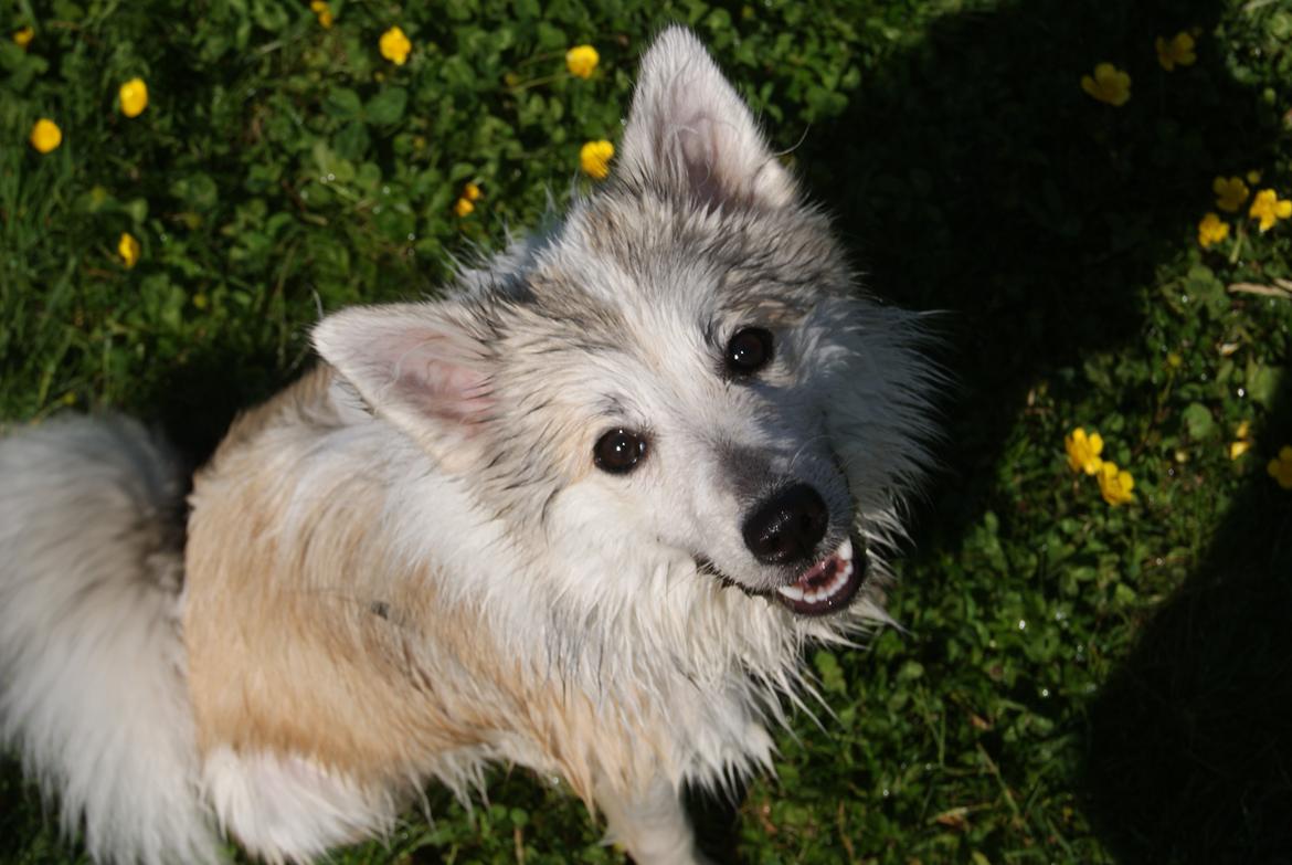 Blanding af racer Malou <3 billede 19