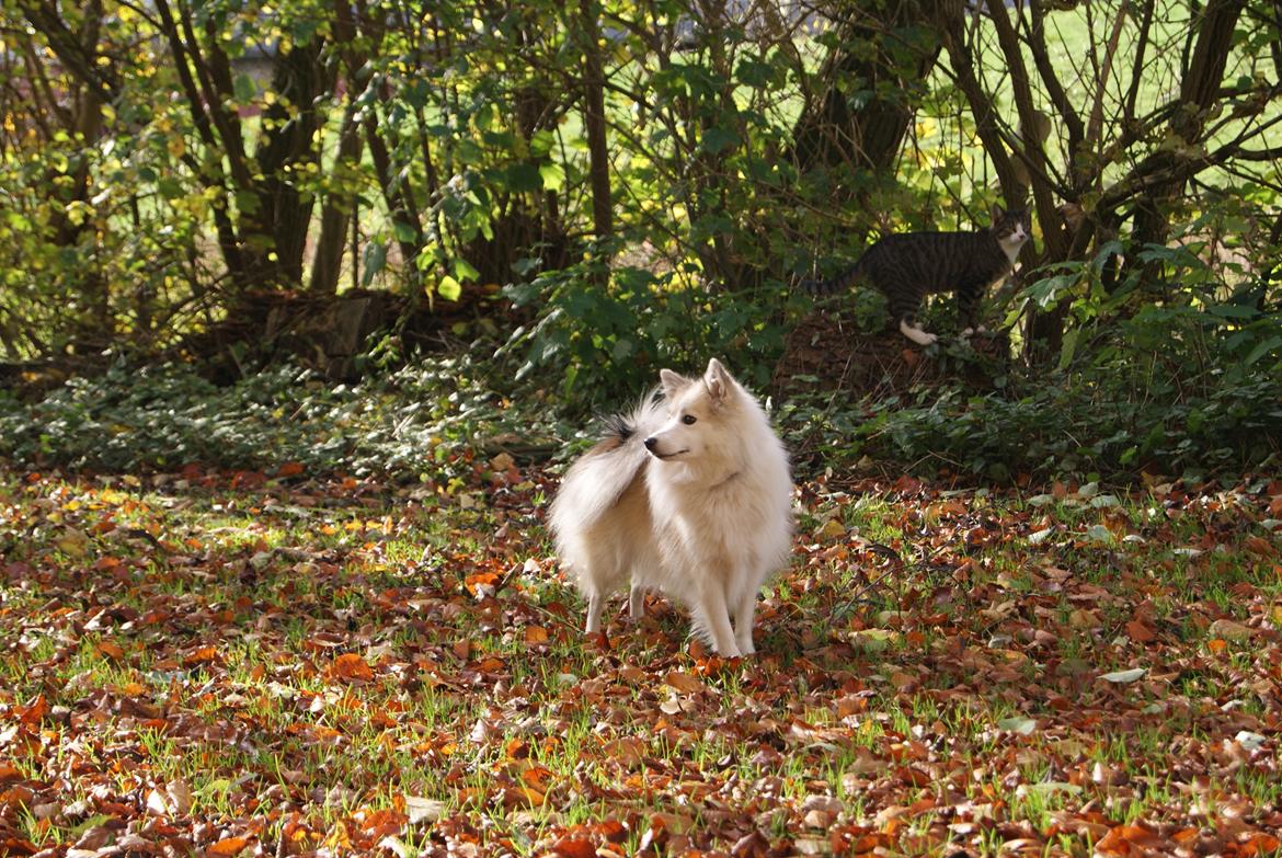 Blanding af racer Malou <3 billede 9