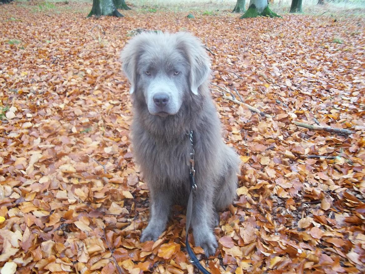 Newfoundlænder Vincent, Newetta's Just Vincent. billede 6