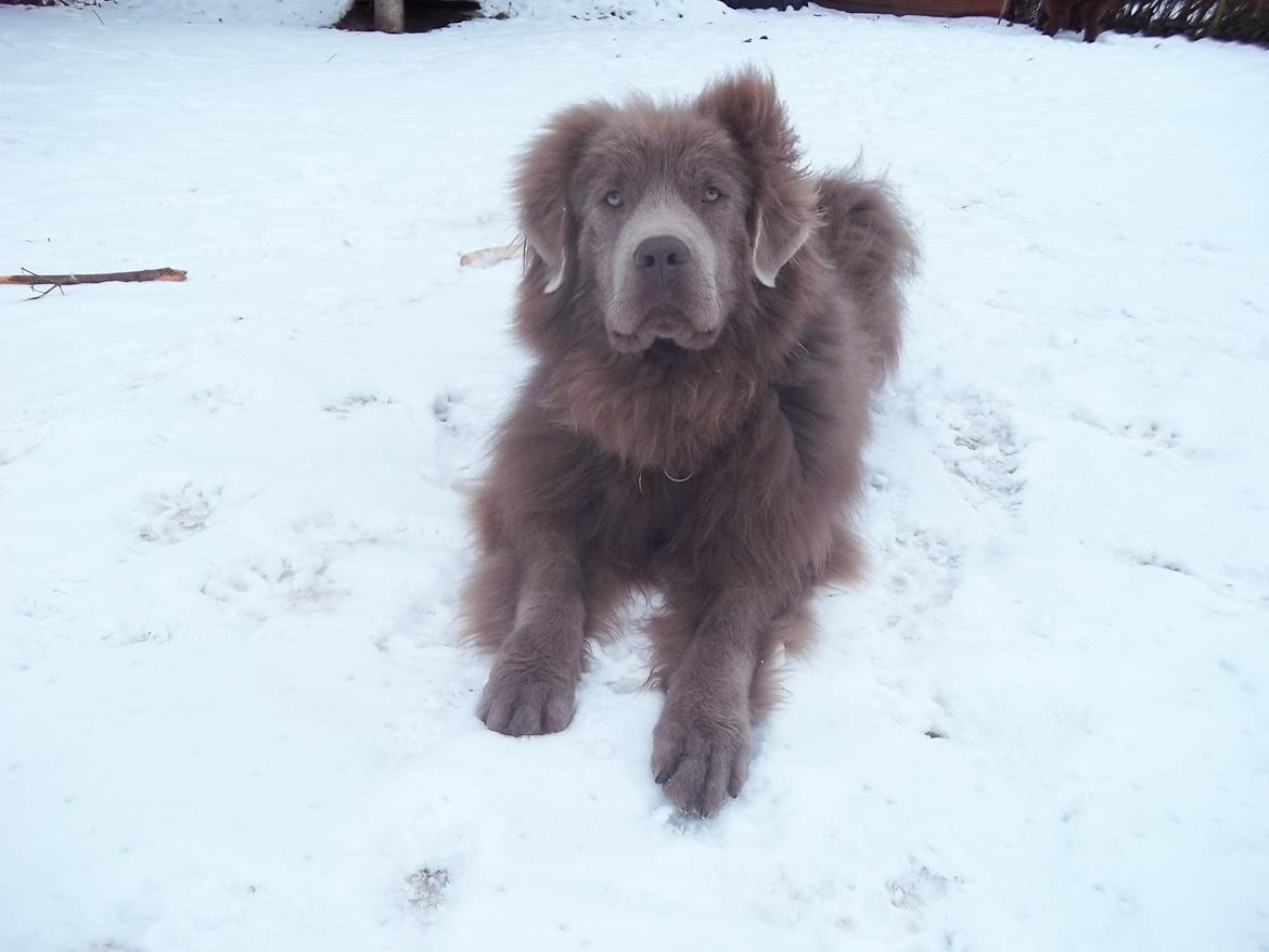 Newfoundlænder Vincent, Newetta's Just Vincent. billede 7