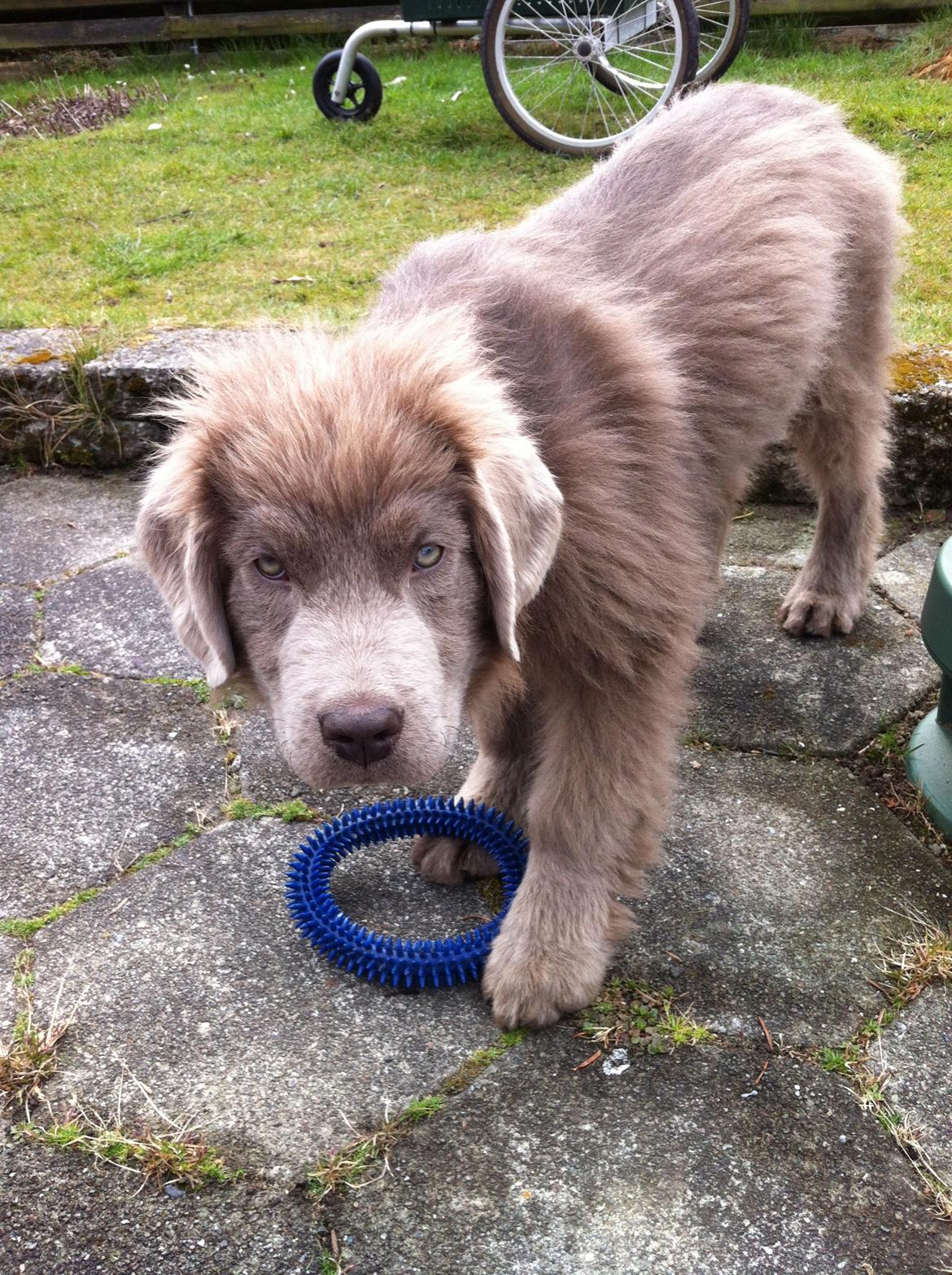 Newfoundlænder Vincent, Newetta's Just Vincent. billede 5