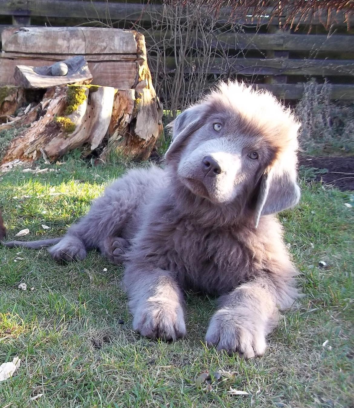 Newfoundlænder Vincent, Newetta's Just Vincent. billede 1