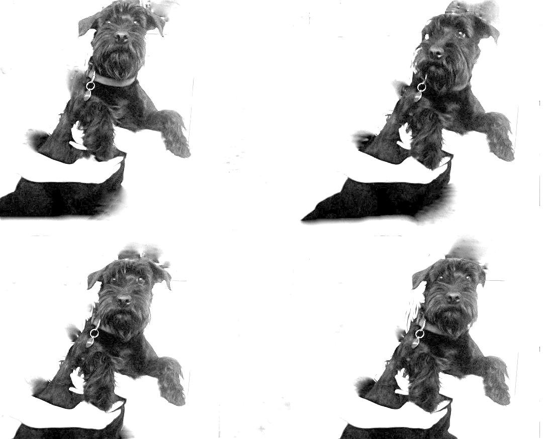 Mellemschnauzer Bella (Galaxia) - Bella billede 2