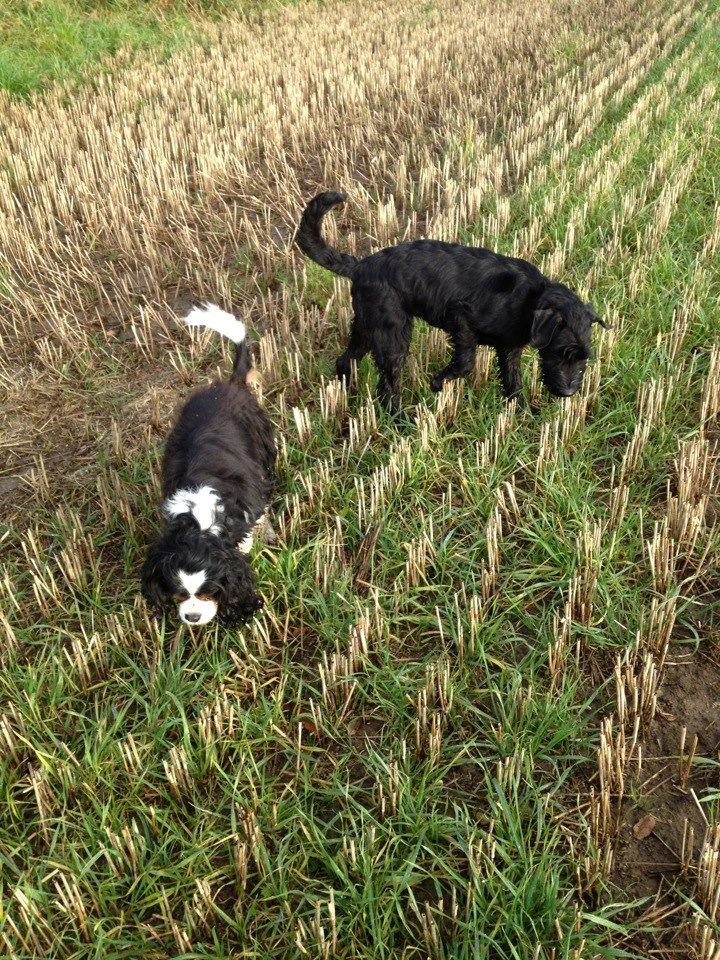 Mellemschnauzer Bella (Galaxia) - Bella og Molly på tur i marken billede 3