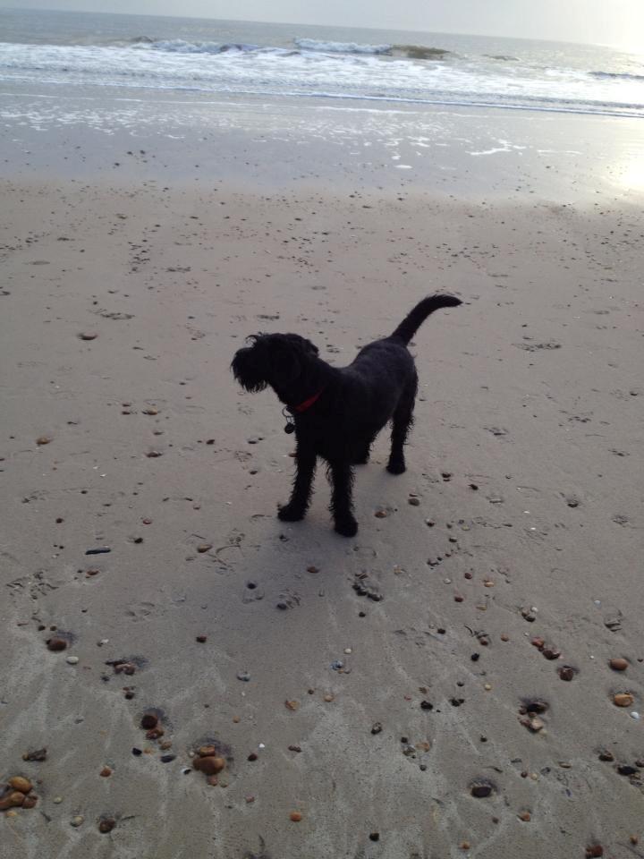 Mellemschnauzer Bella (Galaxia) - Bella på stranden i blåvand billede 6