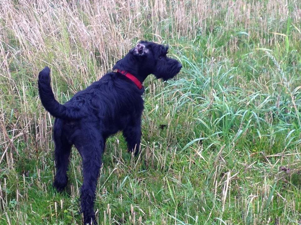 Mellemschnauzer Bella (Galaxia) - Bella i marken billede 7