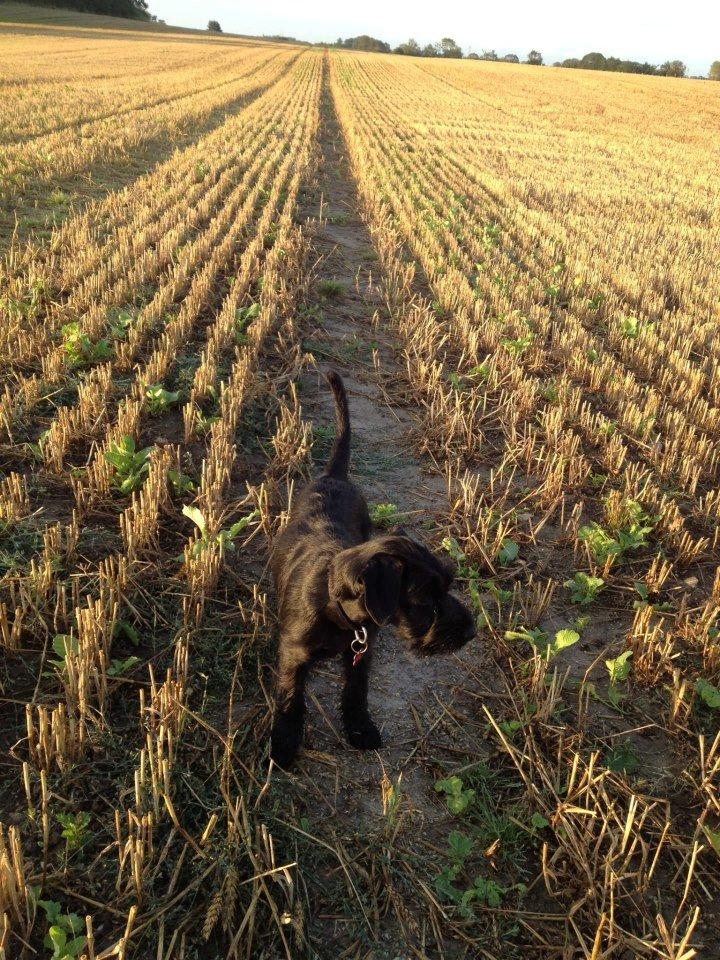 Mellemschnauzer Bella (Galaxia) - Bella i marken billede 8