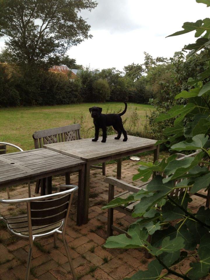 Mellemschnauzer Bella (Galaxia) - Hvordan skete det? billede 9