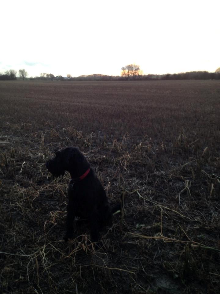 Mellemschnauzer Bella (Galaxia) - Bella i marken billede 10