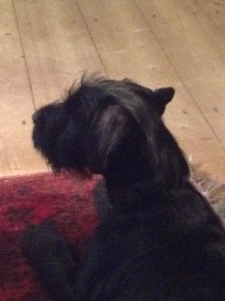 Mellemschnauzer Bella (Galaxia) - Bella ser fjernsyn for første gang billede 11