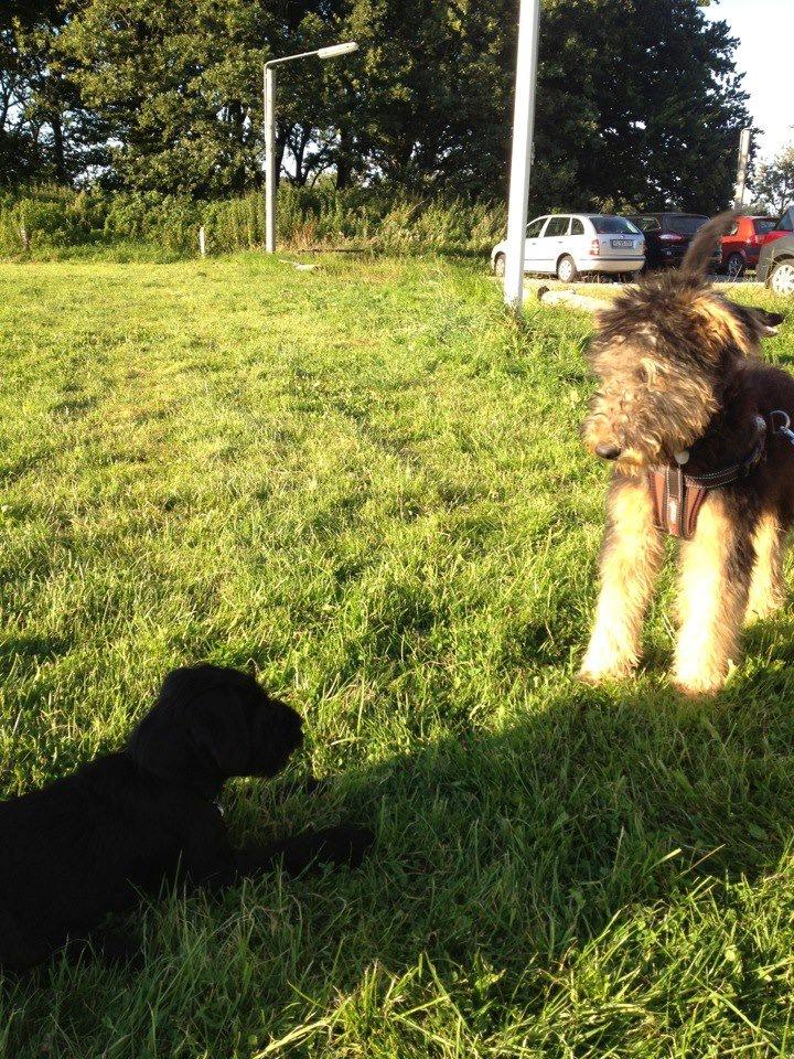 Mellemschnauzer Bella (Galaxia) - Bella indbyder Loui til leg billede 13