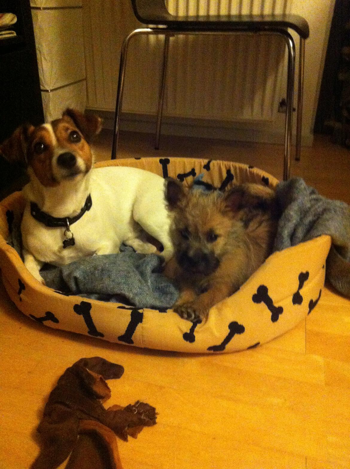 Jack russell terrier Buller billede 3