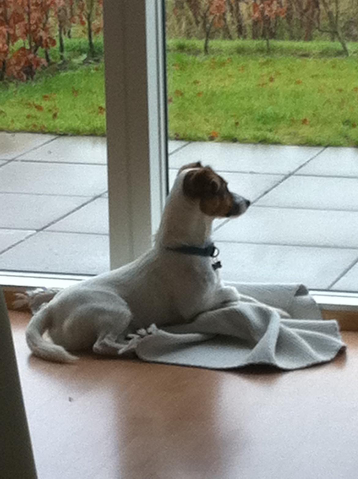 Jack russell terrier Buller billede 2