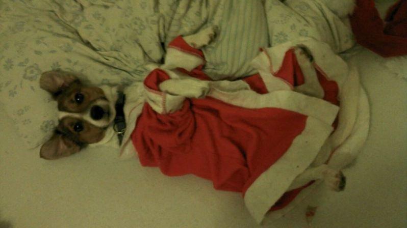 Jack russell terrier Buller billede 4