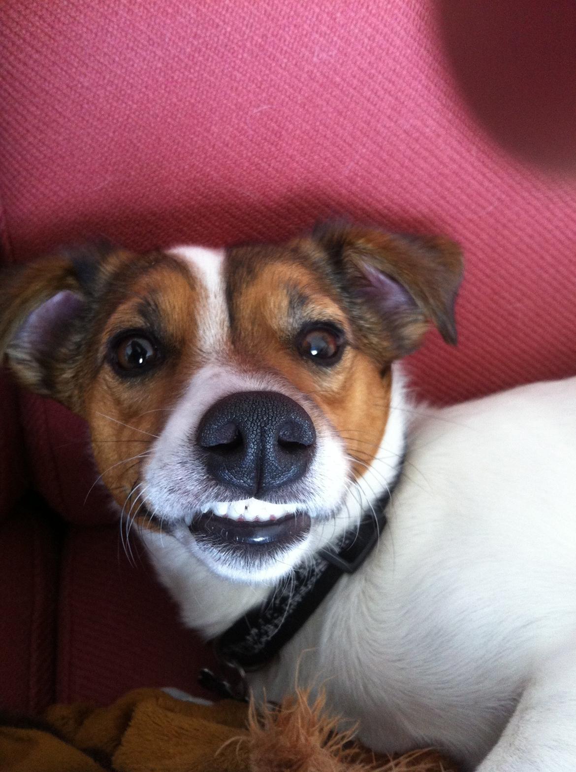 Jack russell terrier Buller billede 5