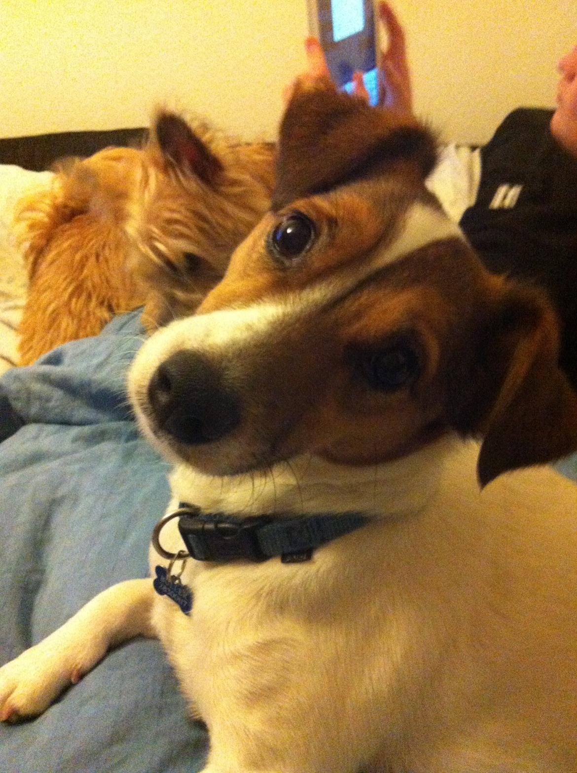 Jack russell terrier Buller billede 6