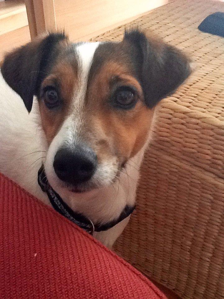 Jack russell terrier Buller billede 7