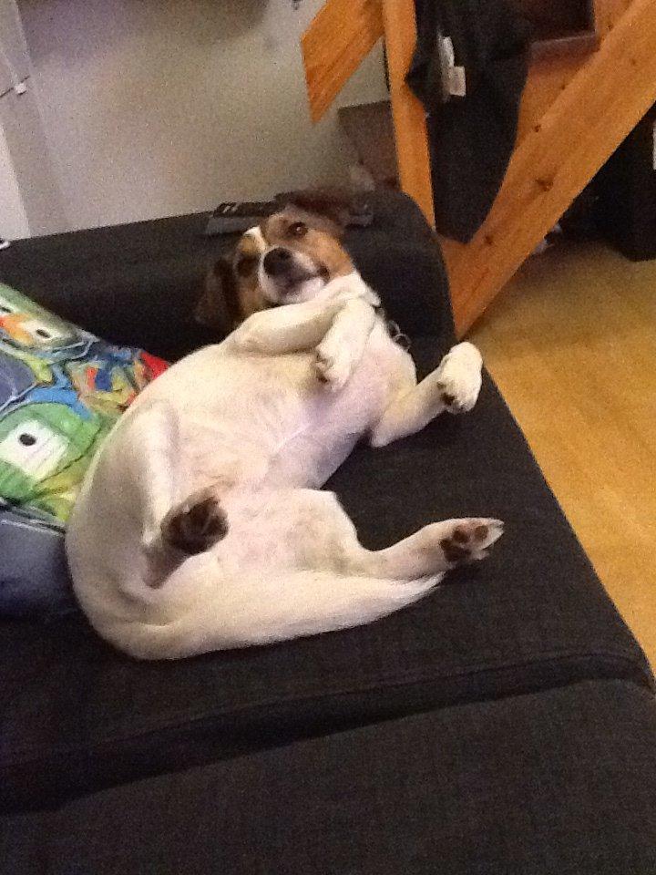 Jack russell terrier Buller billede 8