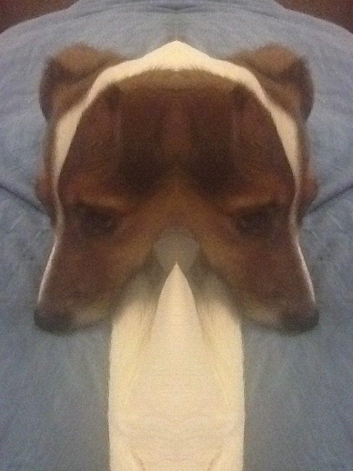 Jack russell terrier Buller billede 9