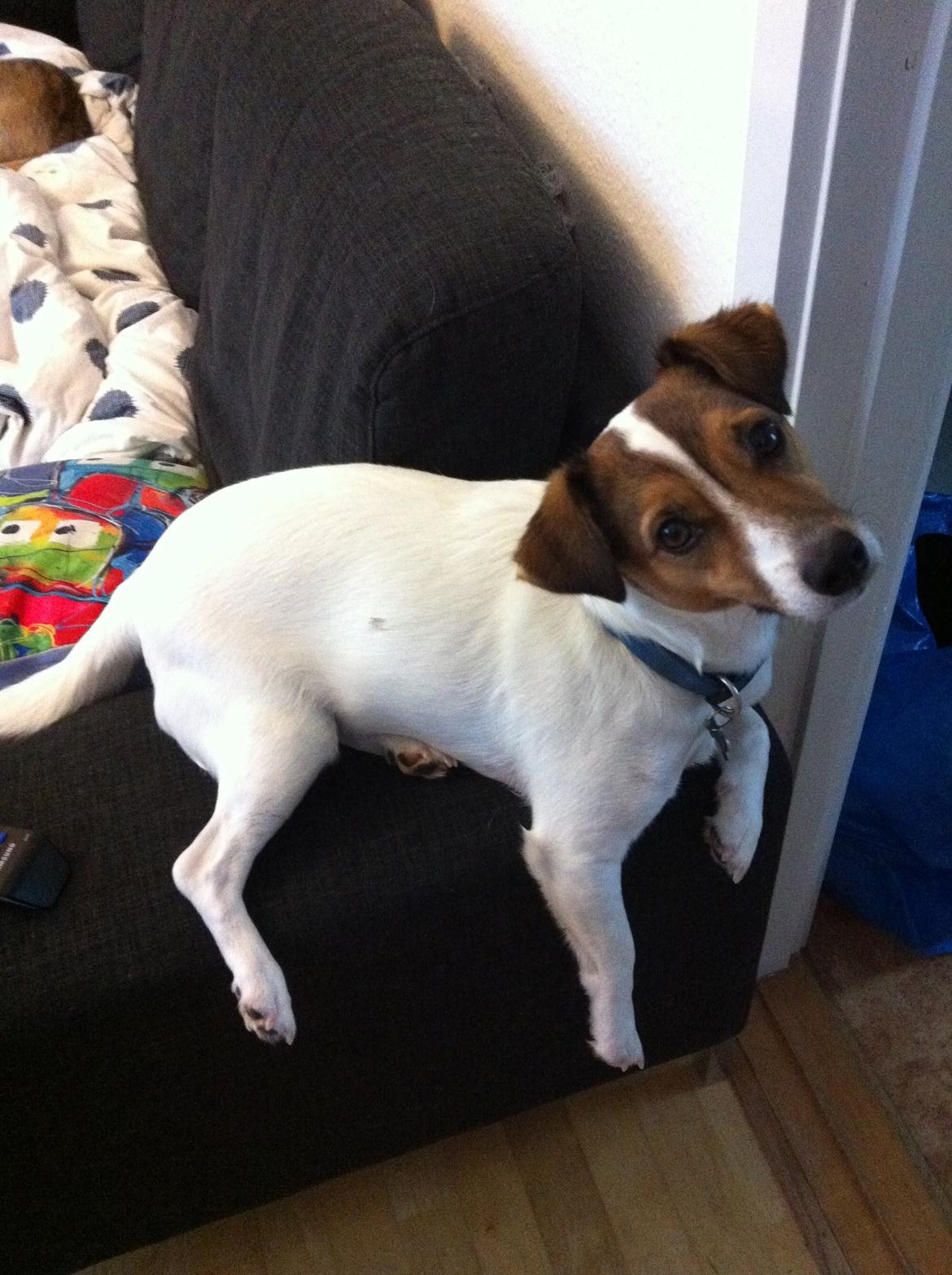 Jack russell terrier Buller billede 10