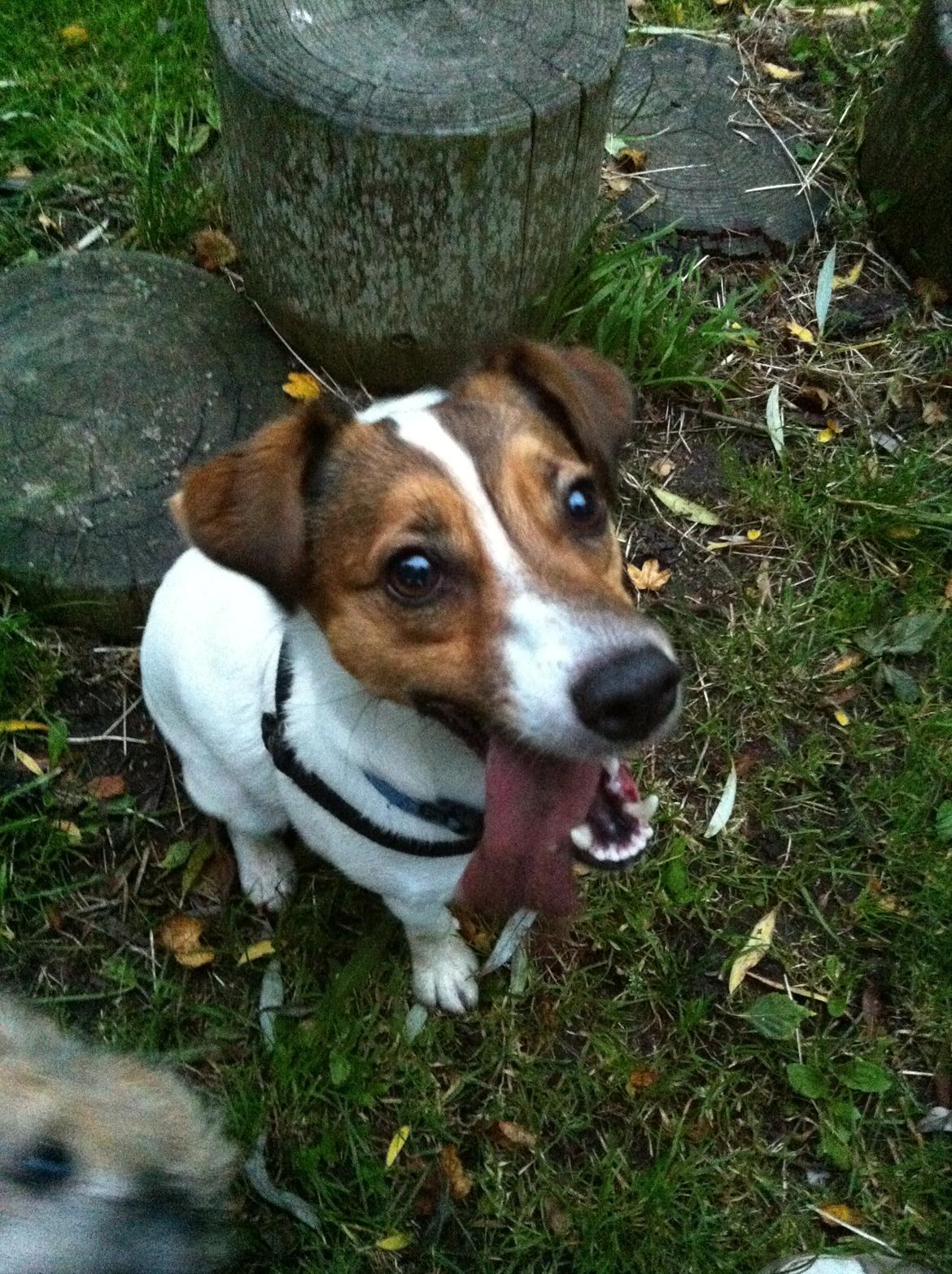 Jack russell terrier Buller billede 1