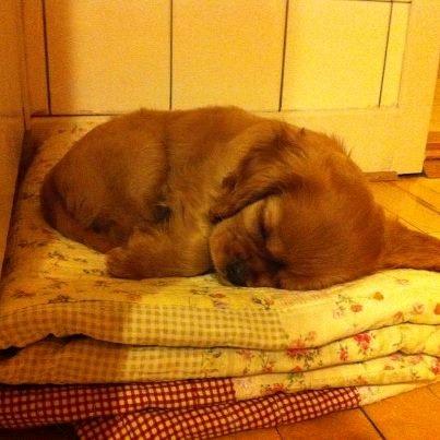 Cavalier king charles spaniel Luna - Luna 9 uger billede 4