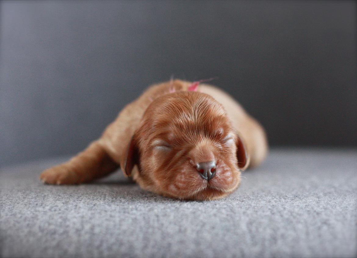Cavalier king charles spaniel Luna billede 12