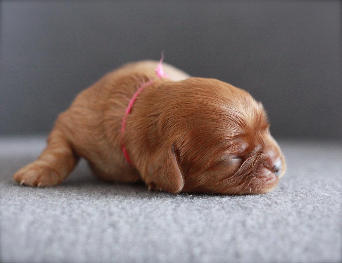 Cavalier king charles spaniel Luna billede 13