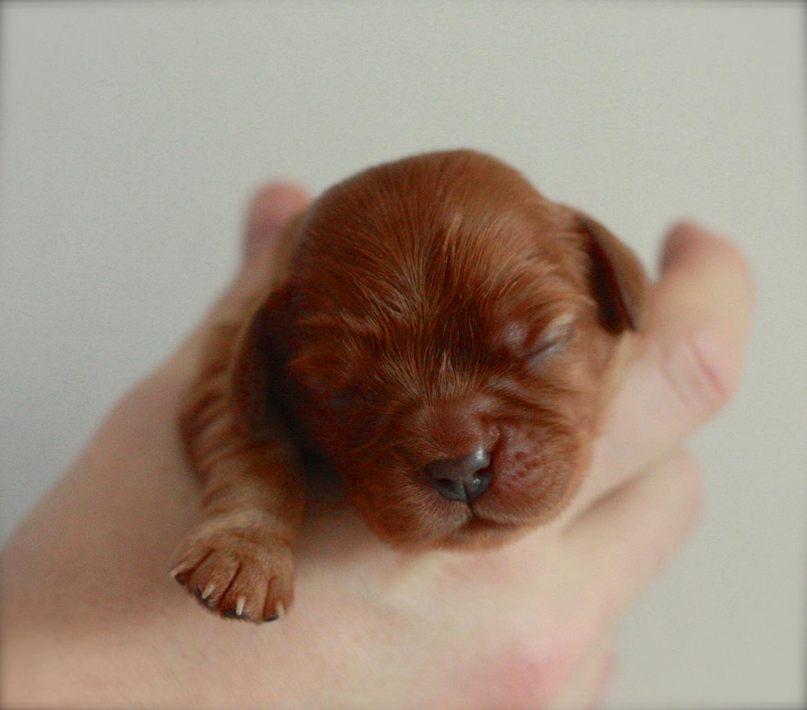 Cavalier king charles spaniel Luna billede 14
