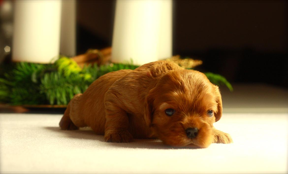 Cavalier king charles spaniel Luna billede 11