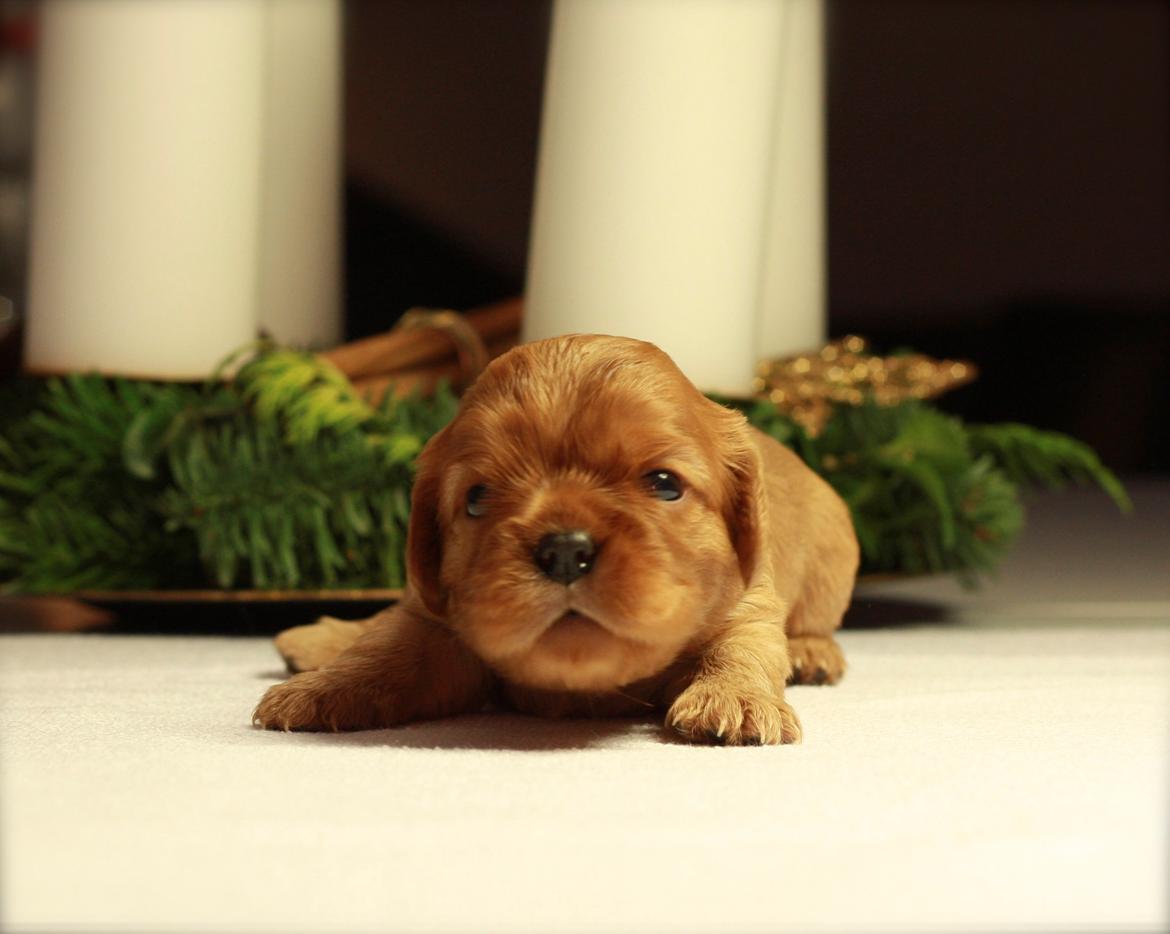Cavalier king charles spaniel Luna billede 10