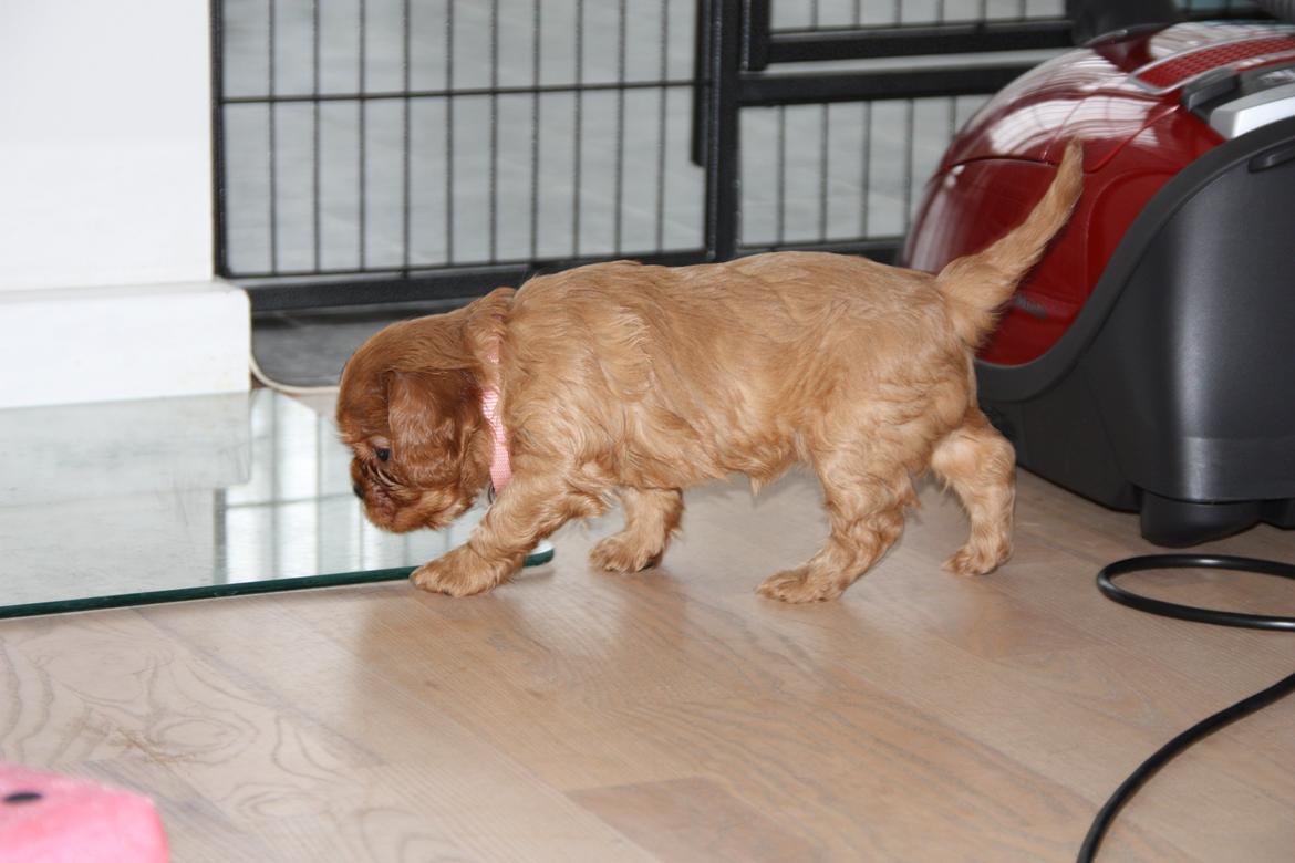 Cavalier king charles spaniel Luna billede 6