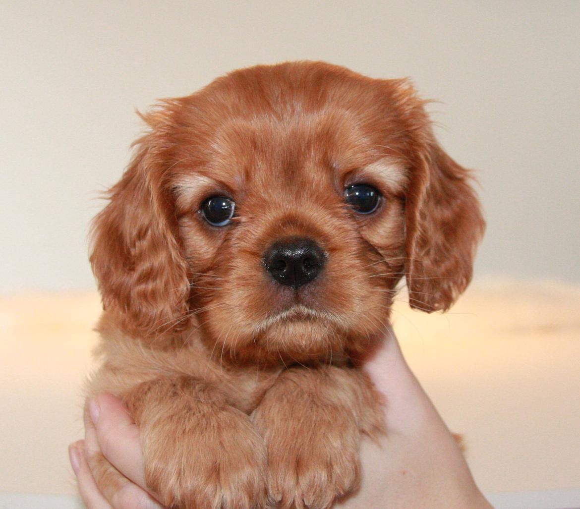 Cavalier king charles spaniel Luna billede 5